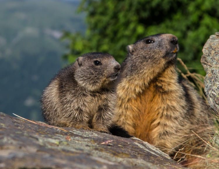  Feed marmots