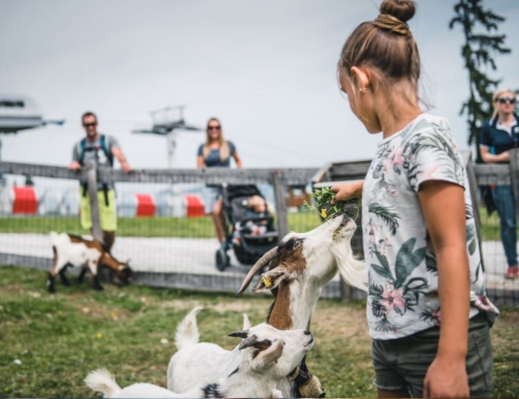  Petting zoo © Wagrain-Kleinarl Tourismus