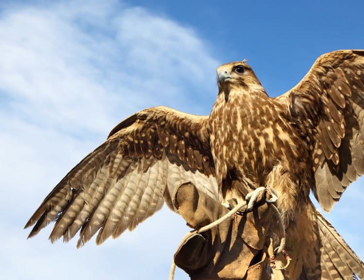  The flight demonstrations of the state falconry are the highlight © Salzburg Burgen & Schlösser Betriebsführung