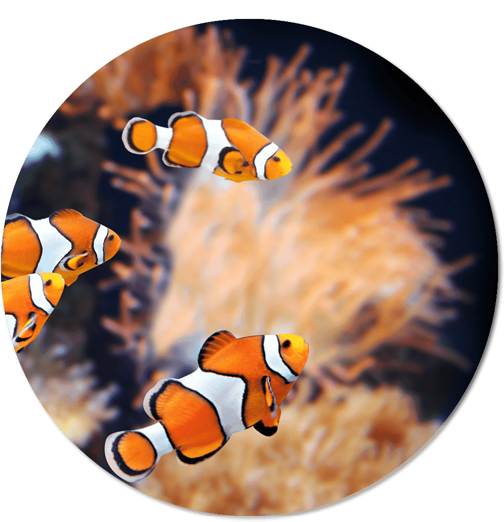  Fish in the House of Nature in Salzburg  © Verein Haus der Natur - Museum für Natur und Technik