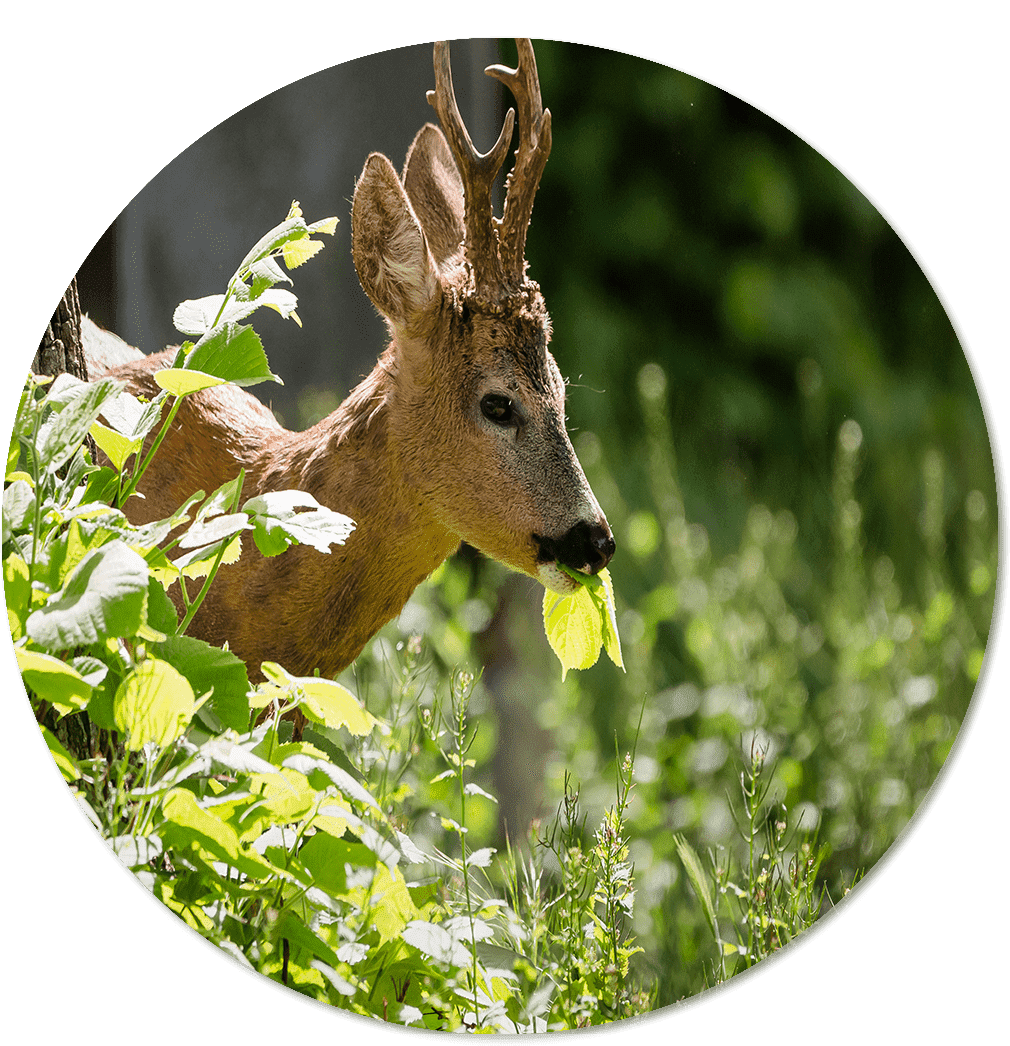 Deer © Wild- und Erlebnispark Ferleiten