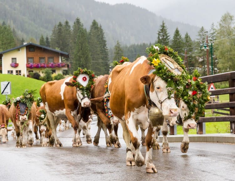  Almabtrieb in Filzmoos © Tourismusinformation Filzmoos