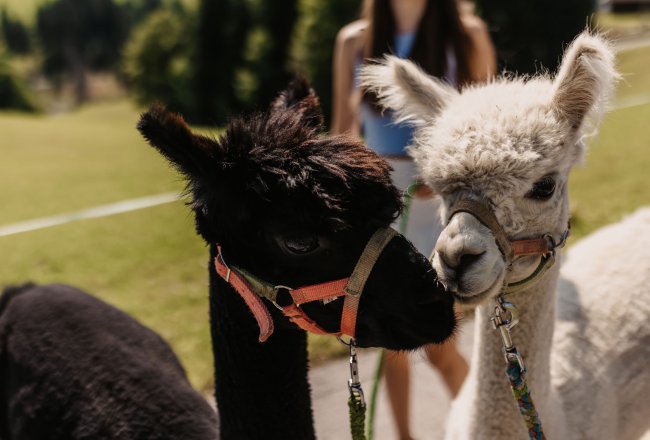 Unsere Alpakas Manitu & Mambo