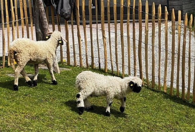 Unsere Schwarznasenschafe "Harry & Marita"