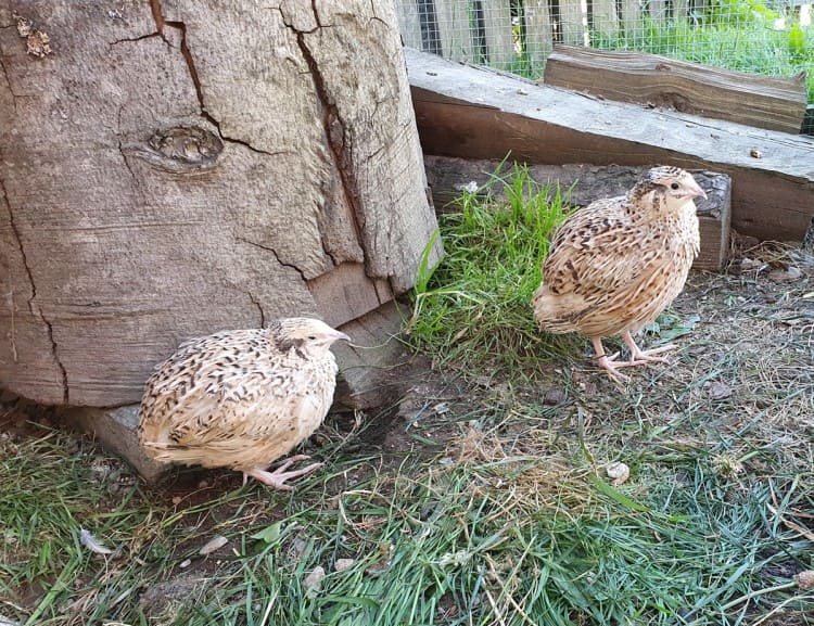 Quails