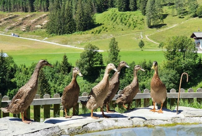 Laufenten und viele weitere Kleintiere finden Sie bei uns am Streichelzoo