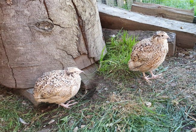 Wachteln am Neubergerhof in Filzmoos