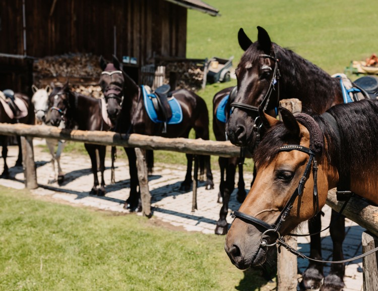 Die Pferde am Neubergerhof © Selina Flasch Photography