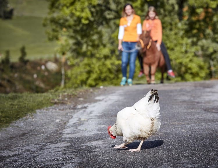 Huhn am Streichelzoo