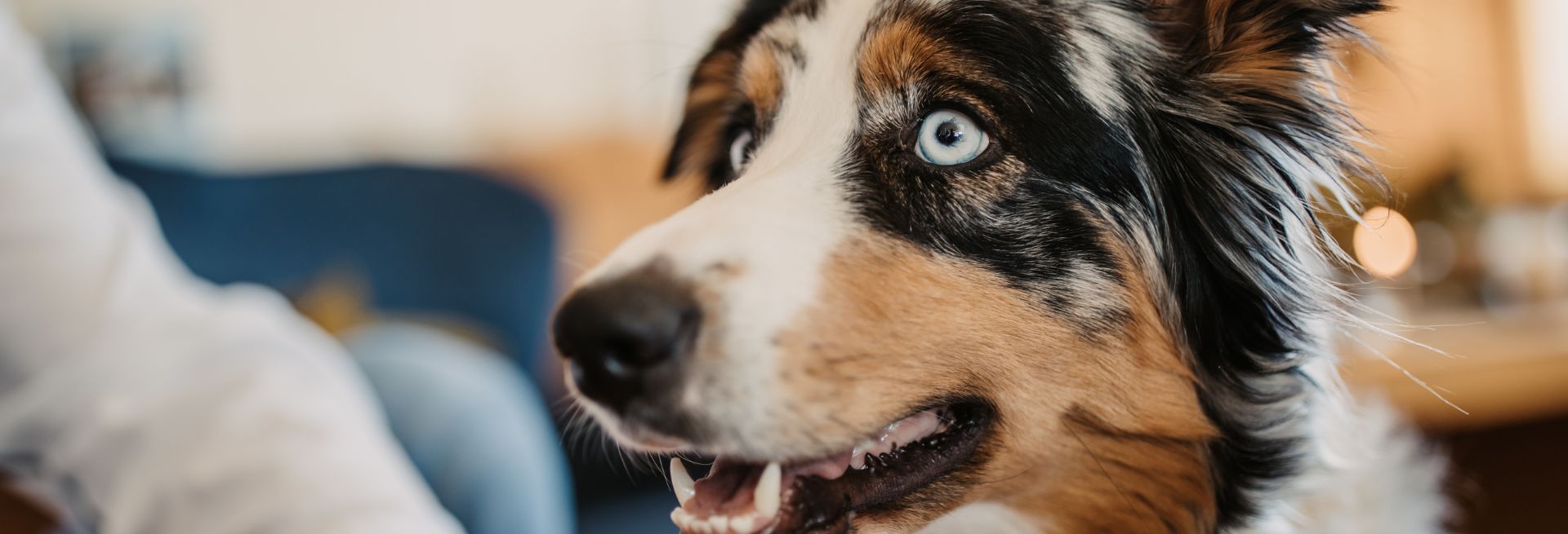 Urlaub mit Hund im 4-Sterne Superior Hotel Neubergerhof in Filzmoos