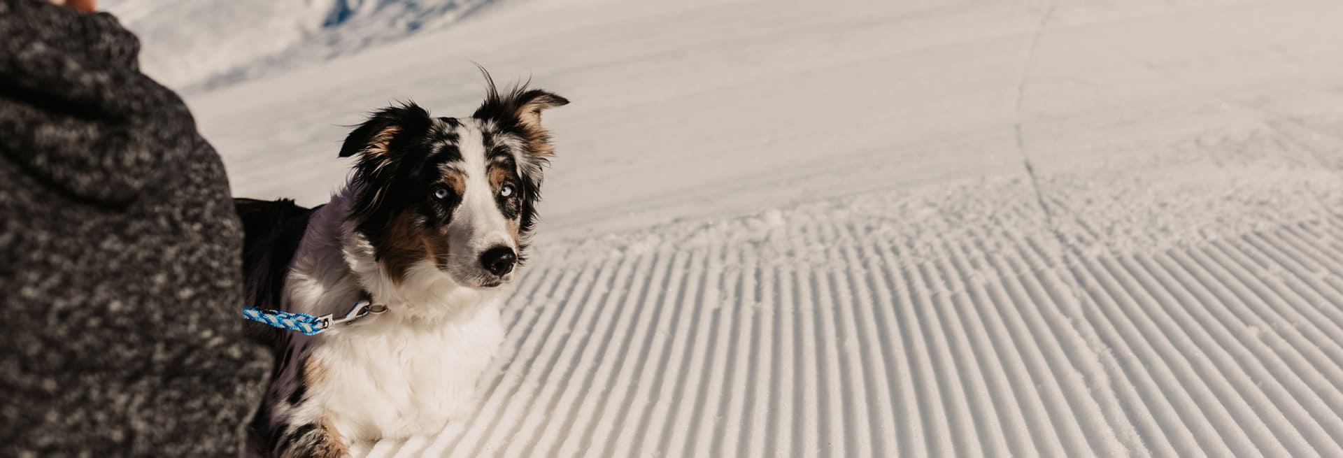 Urlaub mit dem Hund in Filzmoos, Salzburger Land, Österreich © Selina Flasch