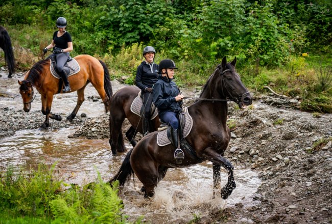 Spaß im Bach - eine Abkühlung für unsere Pferde