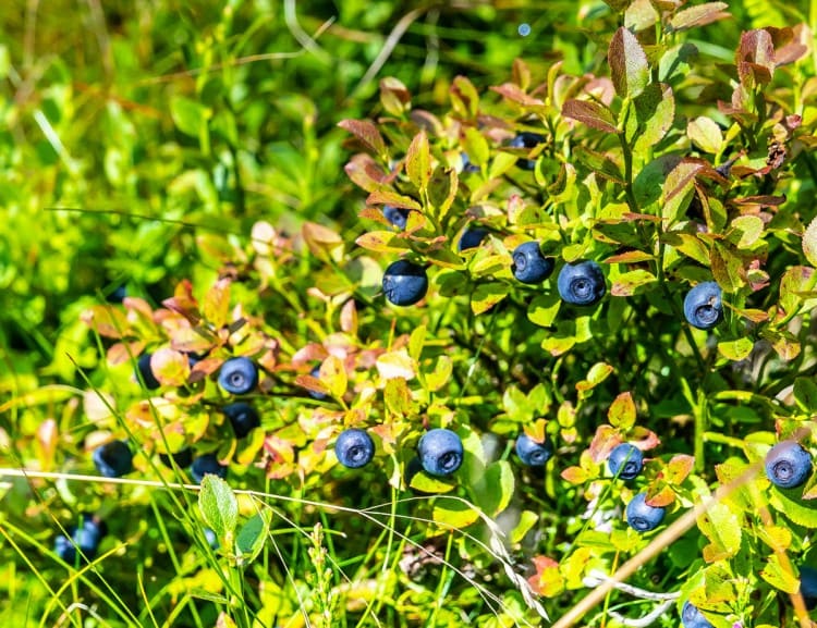 Wir gehen Schwarzbeeren sammeln!