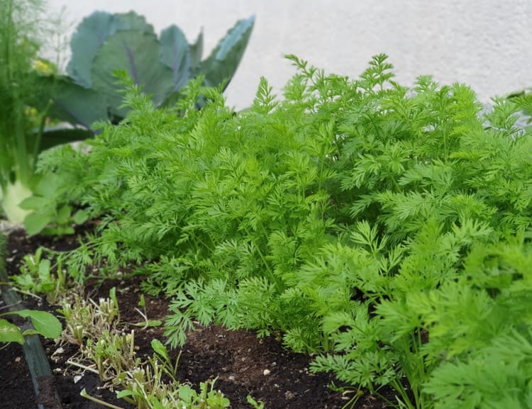  Carrots from the small vegetable garden