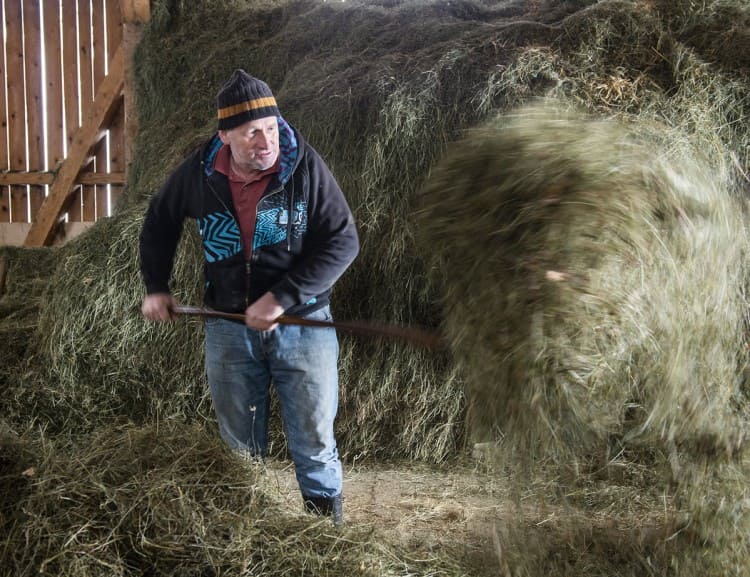  Johann Rieder in the hay © G.A.-Service