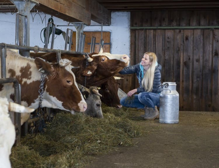  Martina Rieder with her cows © G.A.-Service