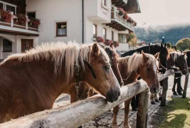 Unsere Pferde am Neubergerhof