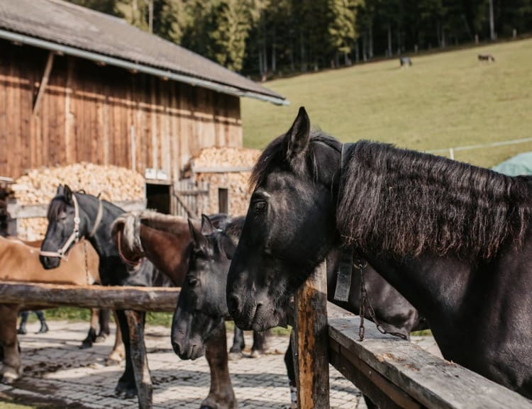 The Neubergerhof horses © Selina Flasch Photography