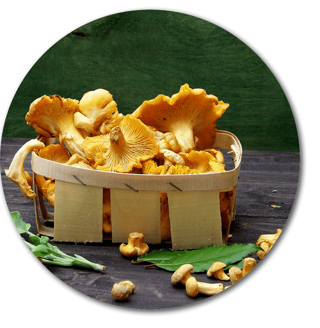 Eierschwammersauce (Pfifferlinge)