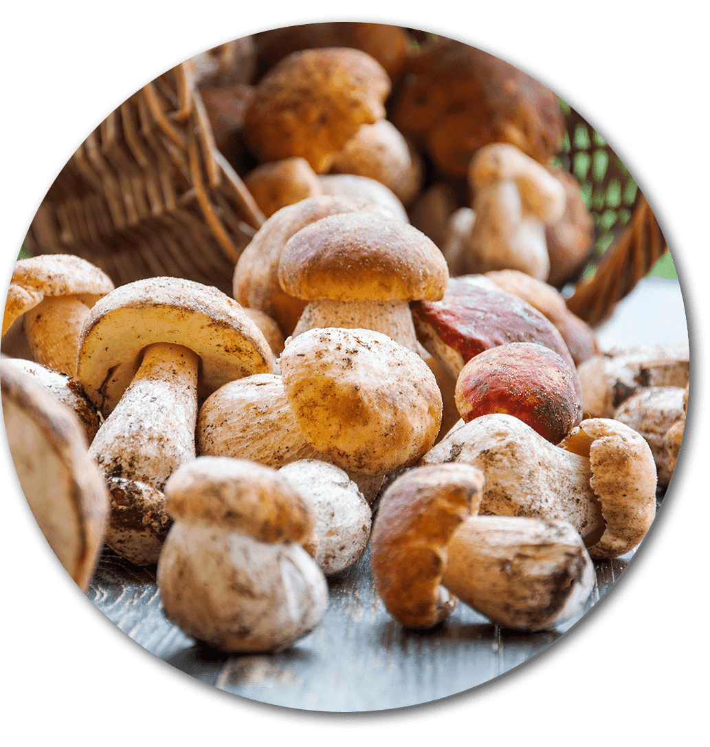 Buchweizenteigtaschen mit Pilzfüllung