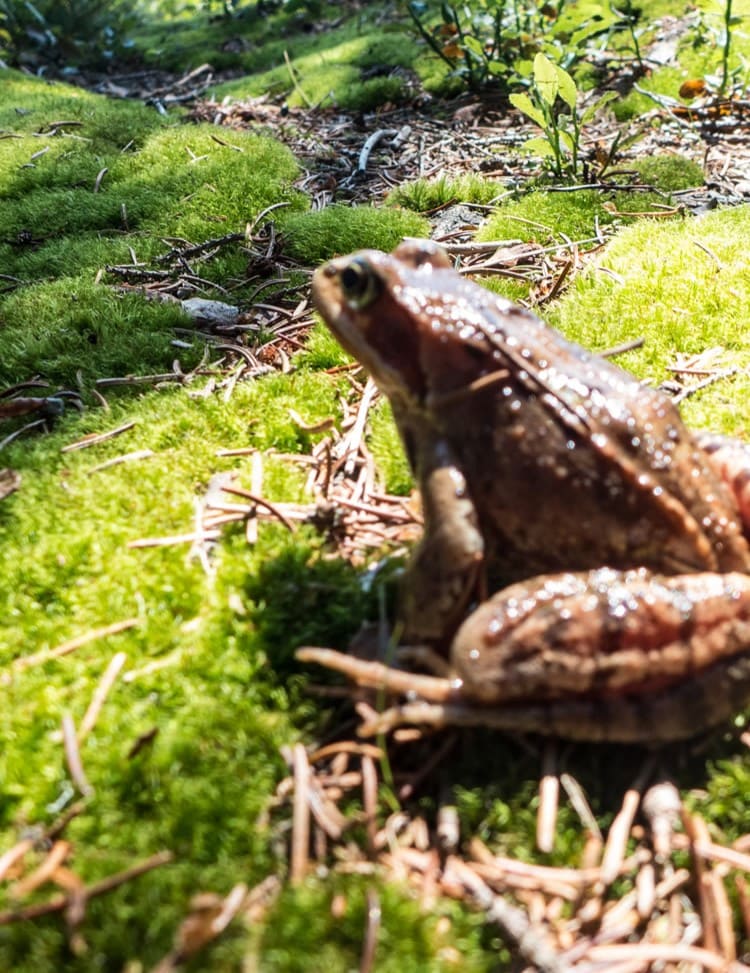 Frosch im Wald