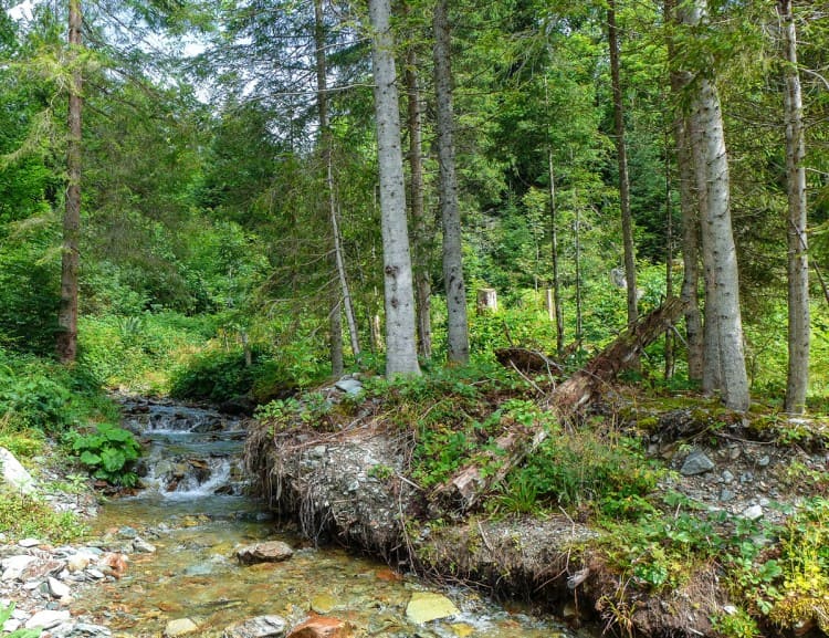 Im Neubergerhof Wald