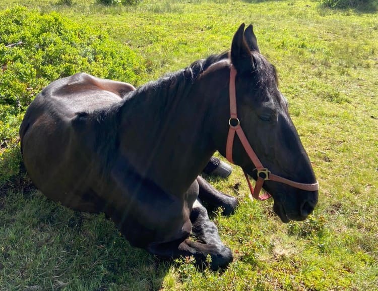 Pferd schläft auf der Weide