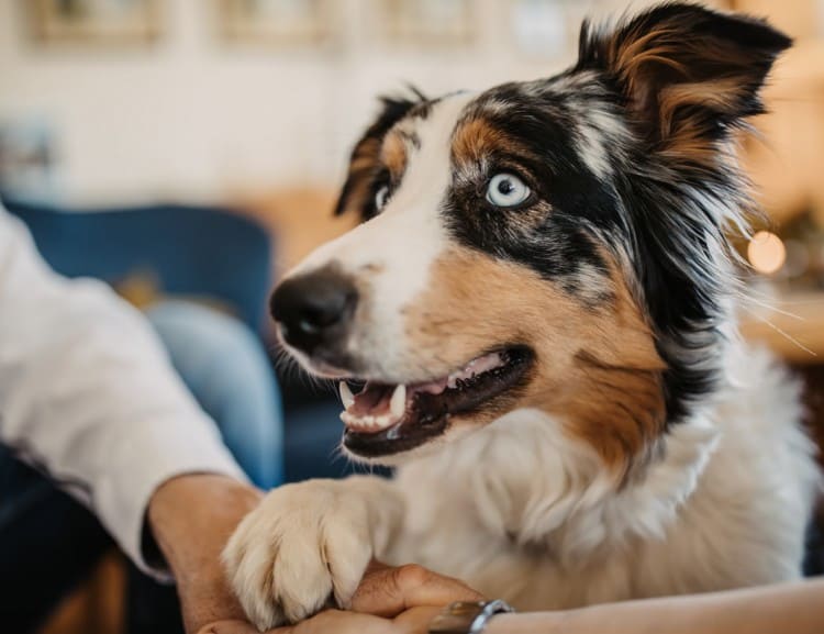  The dog is allowed! © Selina Flasch Photography
