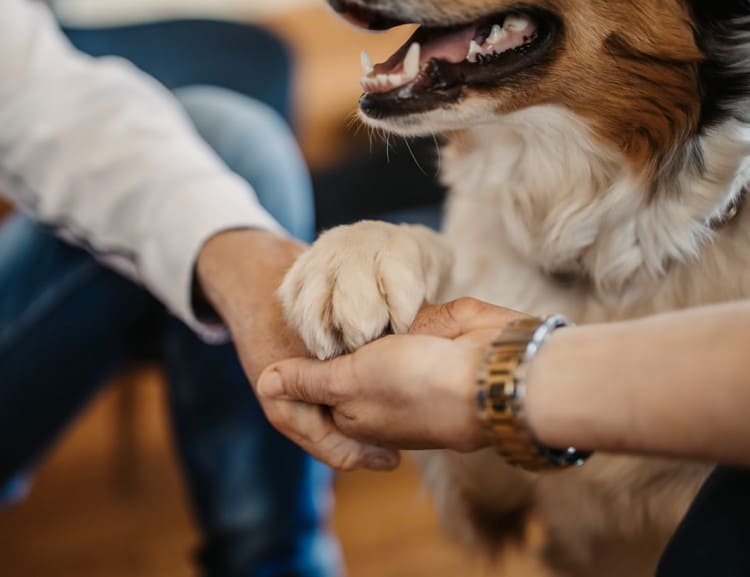 Master, mistress and dog - everyone agrees! © Selina Flasch Photography