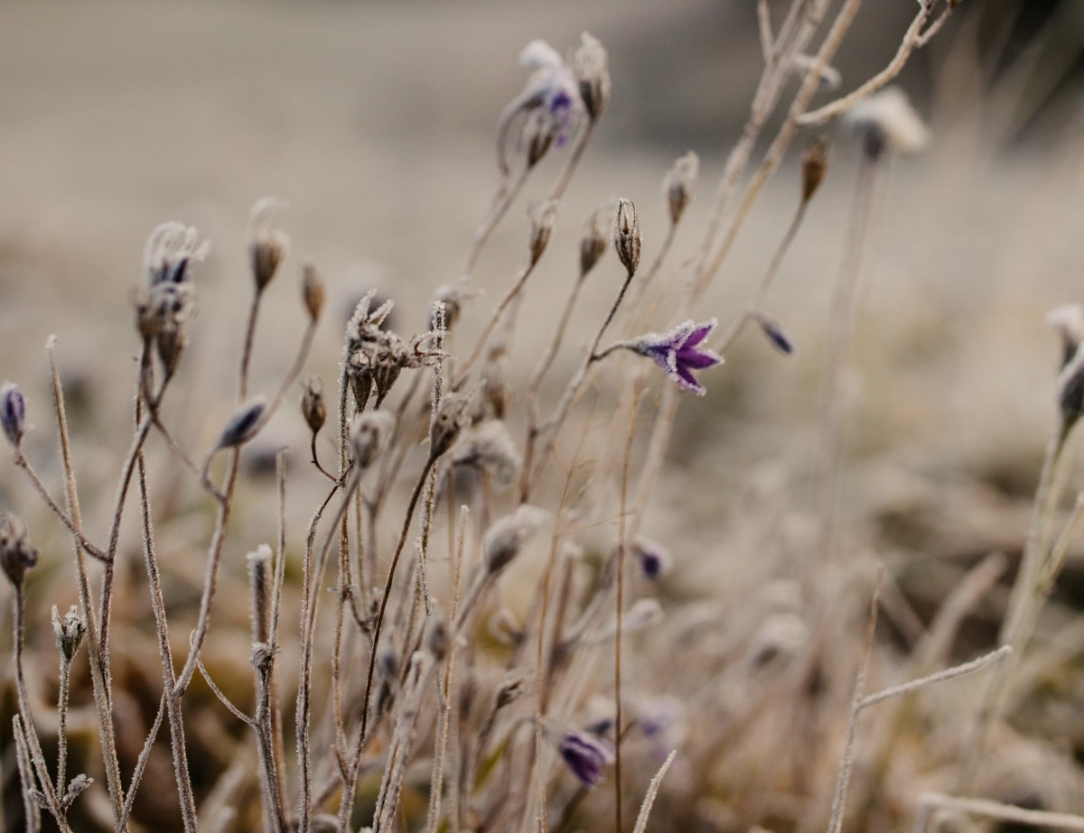 Wild-growing and dew-kissed flowers on an autumn meadow © Selina Flash Photography