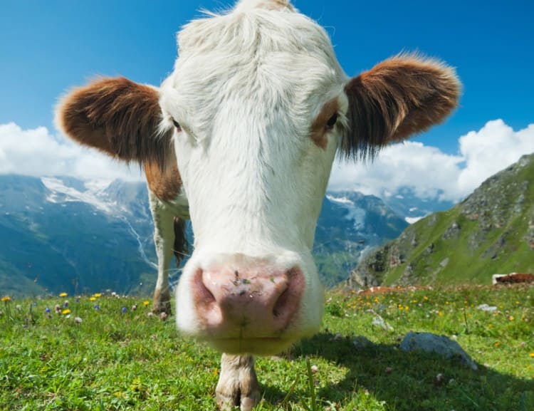 The correct handling of cows in the pasture is explained here.