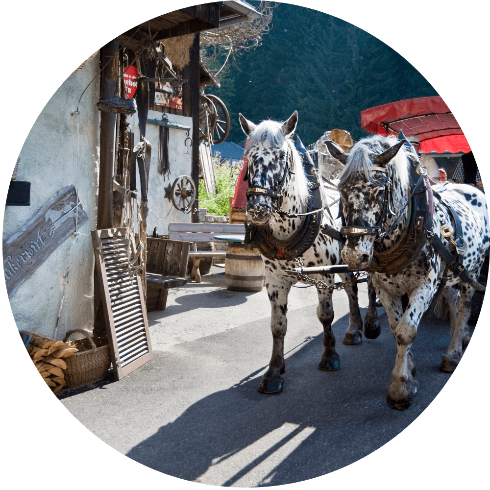 Pferdekutschenfahrt ©JNottebrock_und_CSattler_43