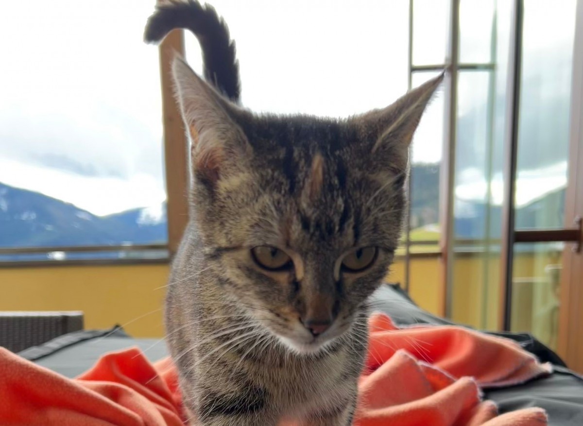 Die Mutterkatze Heidi auf der Sonnenterrasse.