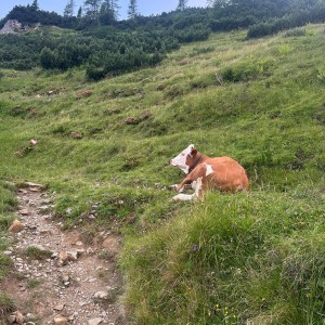 Die Kühe genießen den Sommer auf der Alm.