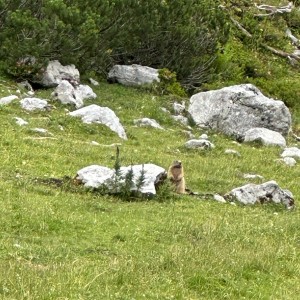 Die süßen Murmeltiere trifft man in dem Gebiet um die Bachlalm eigentlich immer.