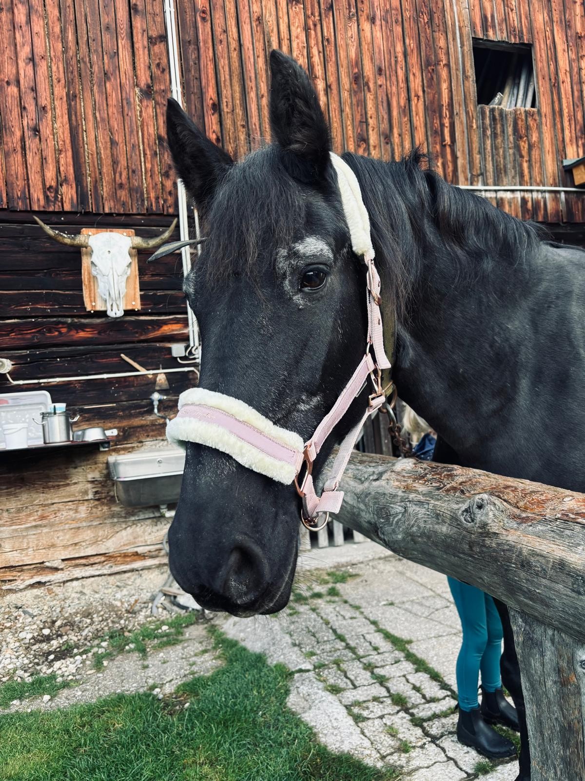 Unsere Stute Saleika