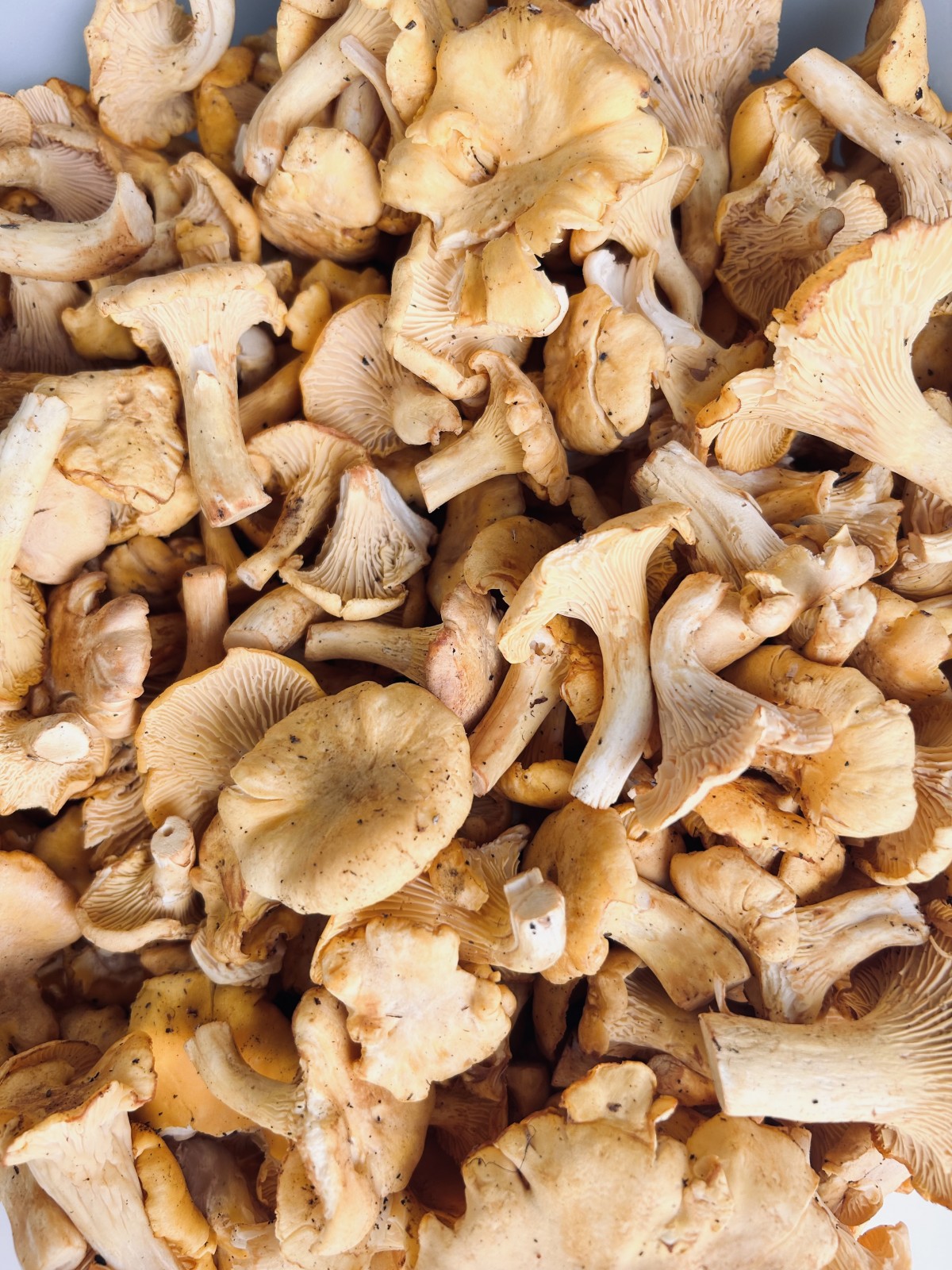 Fresh chanterelles from our own forest.